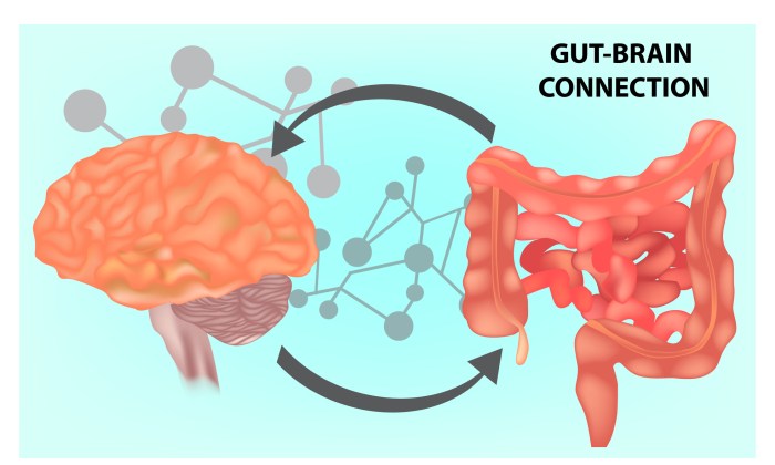 What Is The Gut-Brain Connection? - Life First